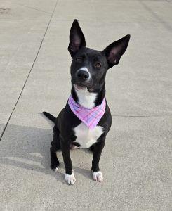 Daisy May, ADOPTABLE, Young Female Pit Bull Terrier & Labrador Retriever.