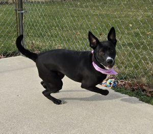 Enlarge Daisy May, a ADOPTABLE mixed breed in Bucyrus, OH image 4/5