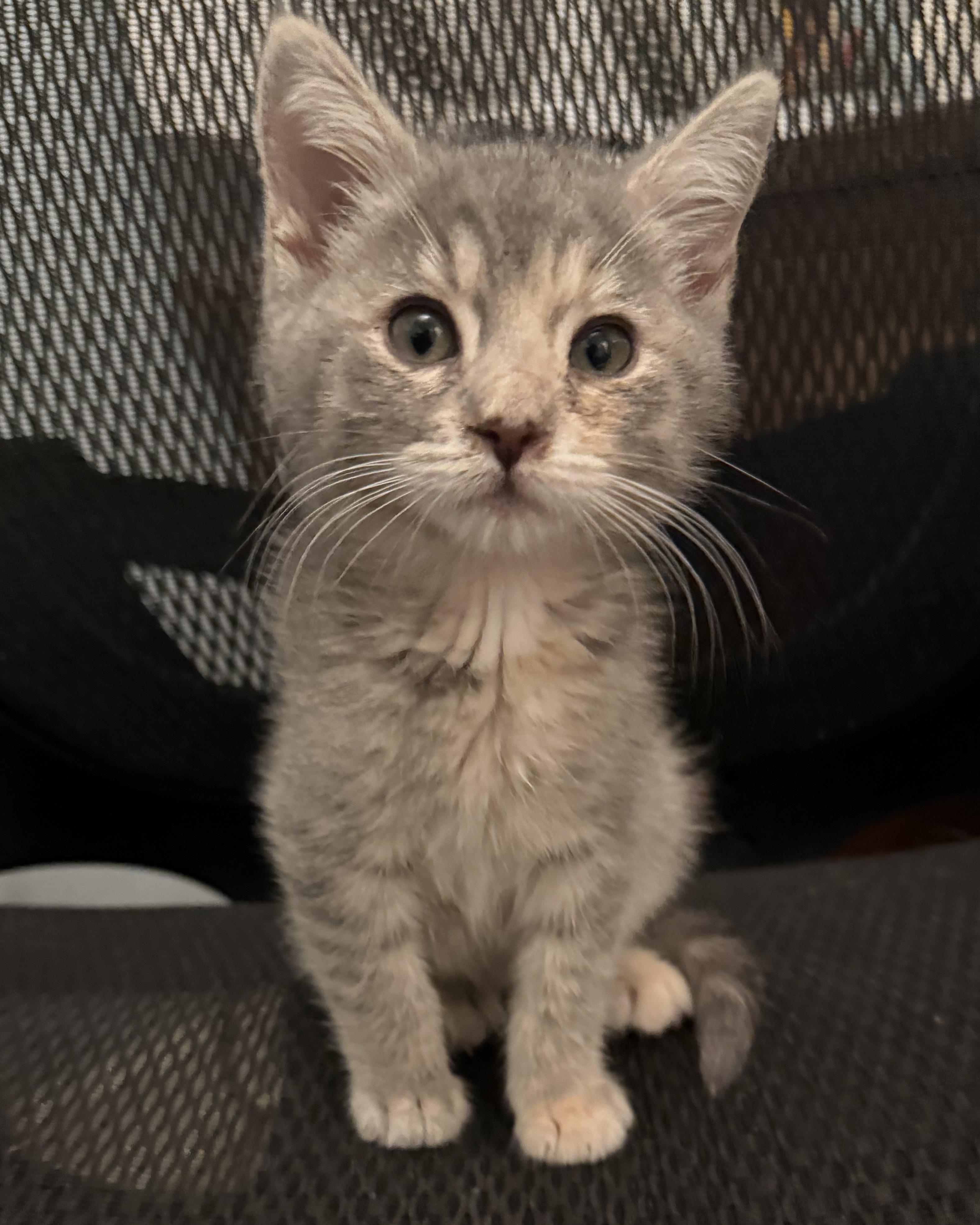 Gidget (bonded with Trudy), Adopted, Young Female Domestic Short Hair.