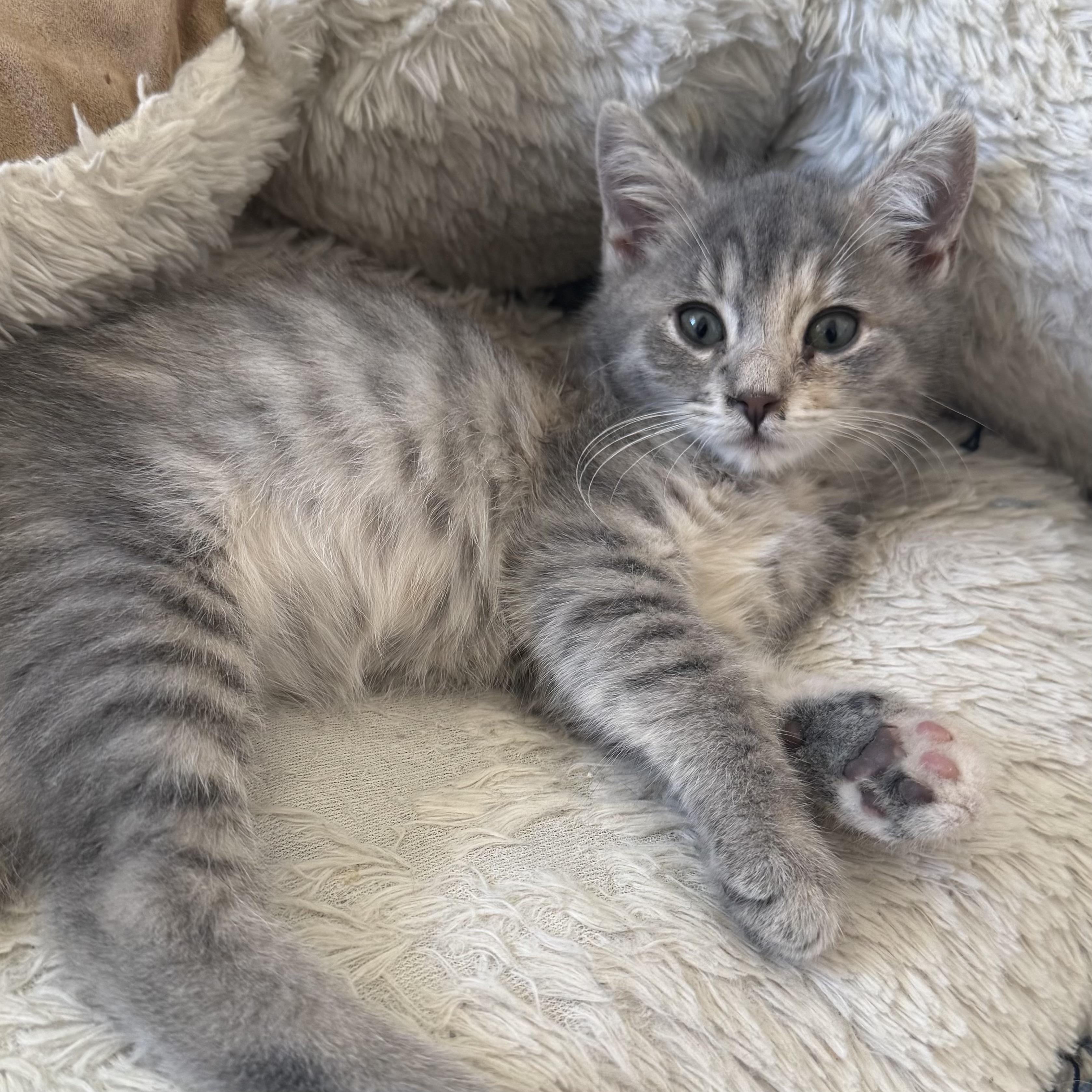 Enlarge Gidget (bonded with Trudy), a Adopted Domestic Short Hair in San Francisco, CA image 2/4