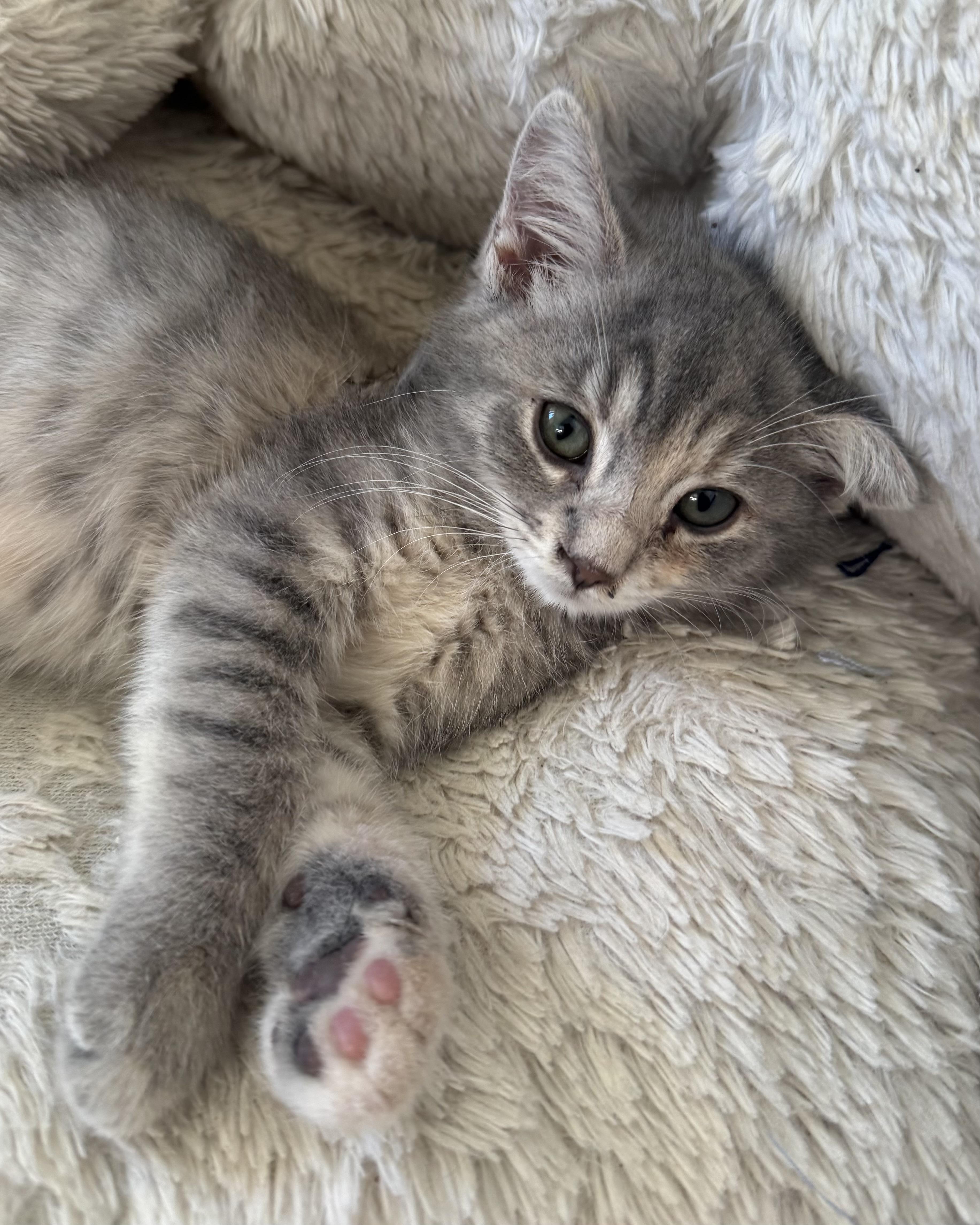 Enlarge Gidget (bonded with Trudy), a Adopted Domestic Short Hair in San Francisco, CA image 3/4