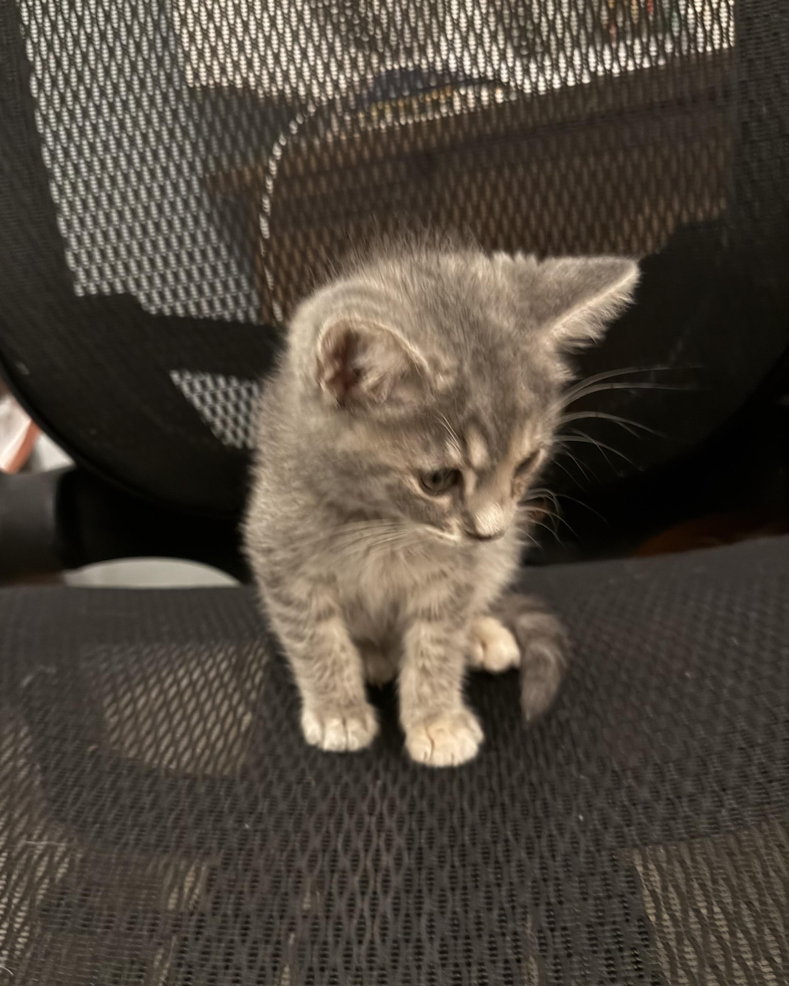 Enlarge Gidget (bonded with Trudy), a Adopted Domestic Short Hair in San Francisco, CA image 4/4