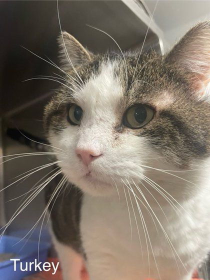Turkey (Fiv+)