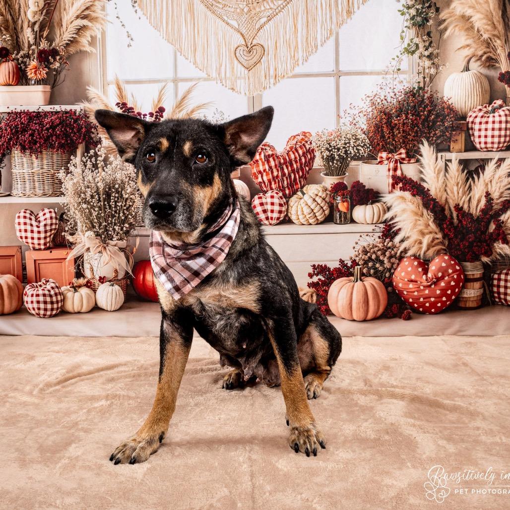 Enlarge Cleopatra, a Adoptable Mixed Breed in Spring, TX image 1/4