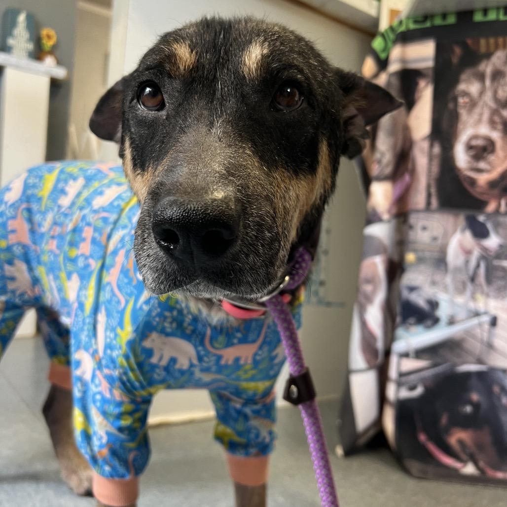 Enlarge Cleopatra, a Adoptable Mixed Breed in Spring, TX image 2/4