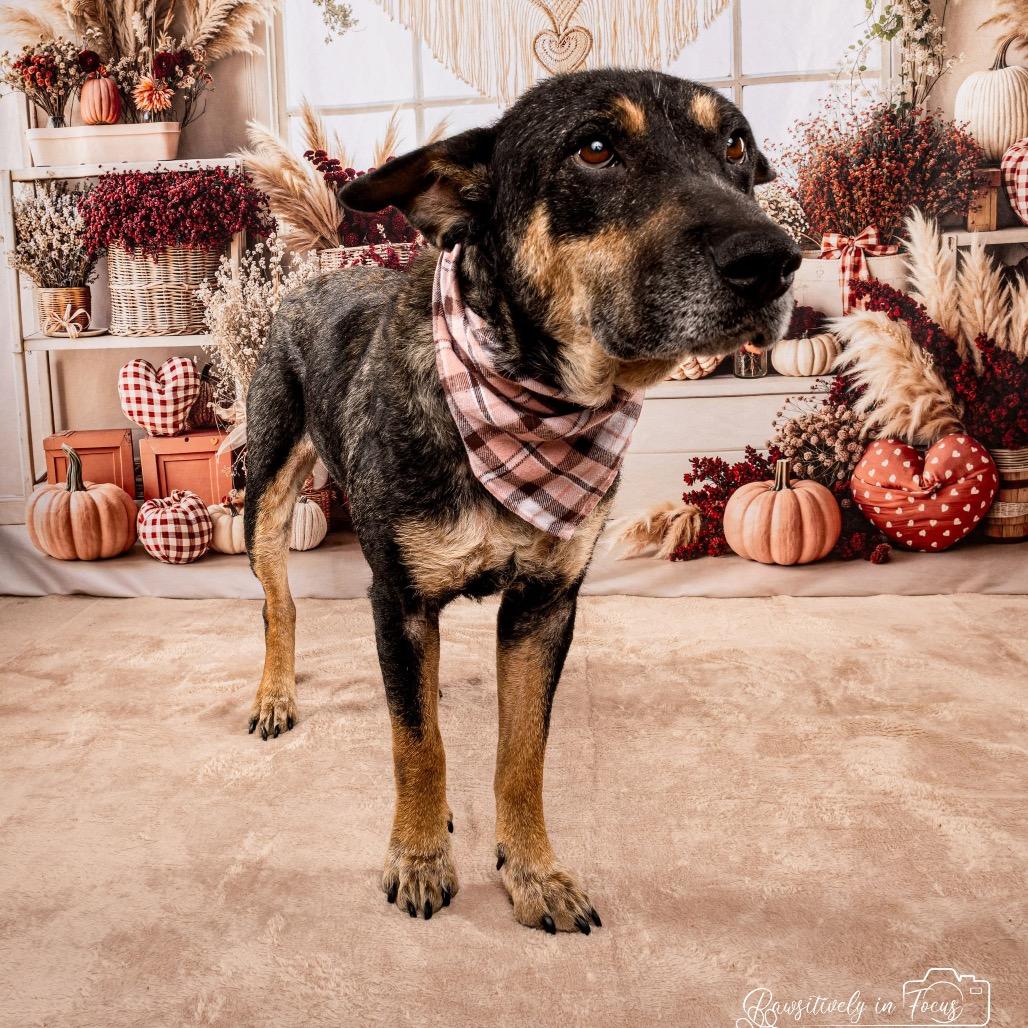 Enlarge Cleopatra, a Adoptable Mixed Breed in Spring, TX image 4/4