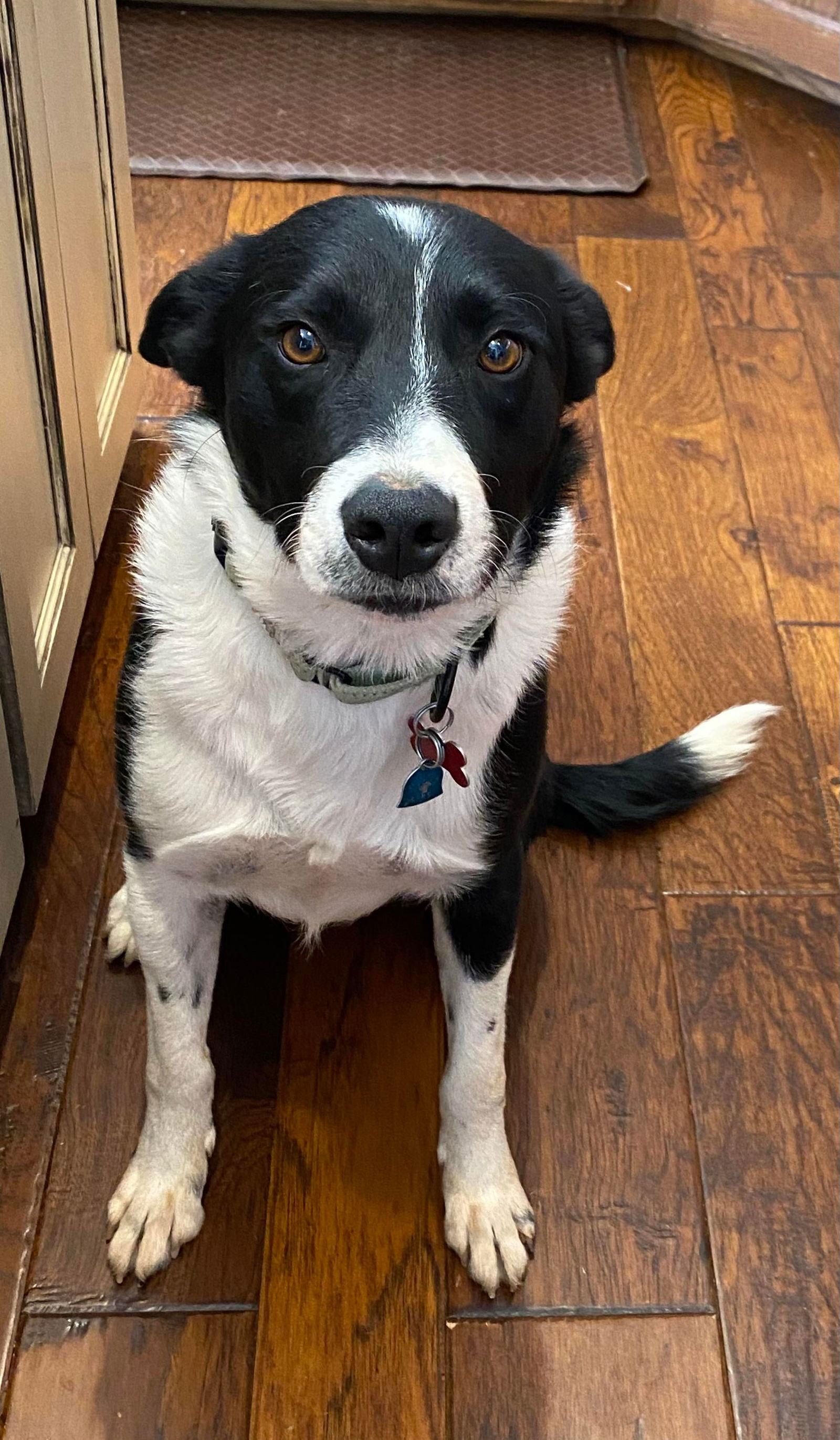Tymber (2023), Adopted, Adult Male Border Collie.