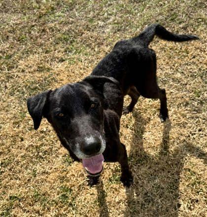 Enlarge Donny, a ADOPTABLE mixed breed in Inverness, FL image 2/2