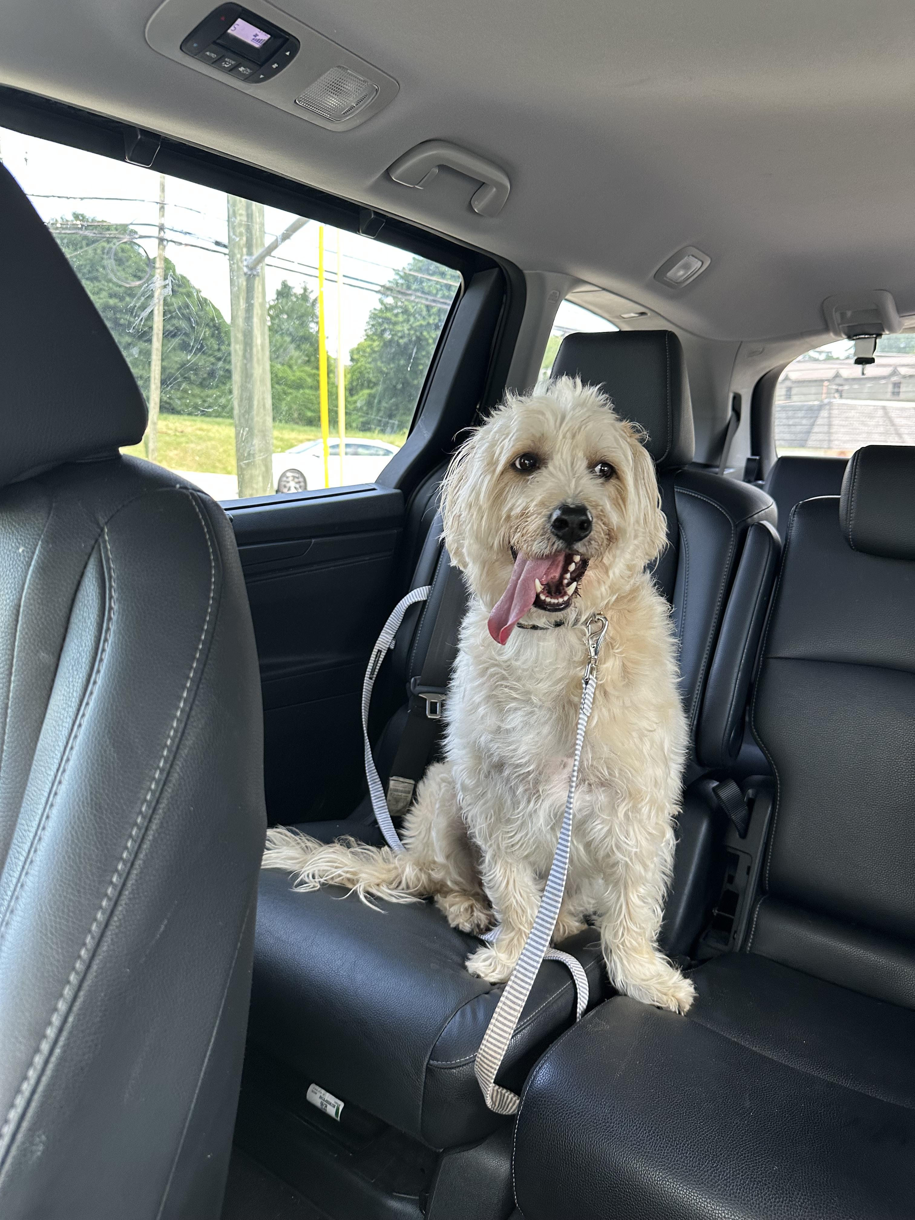 Enlarge Peanut, a Adopted mixed breed in Lawrenceville, GA image 4/5