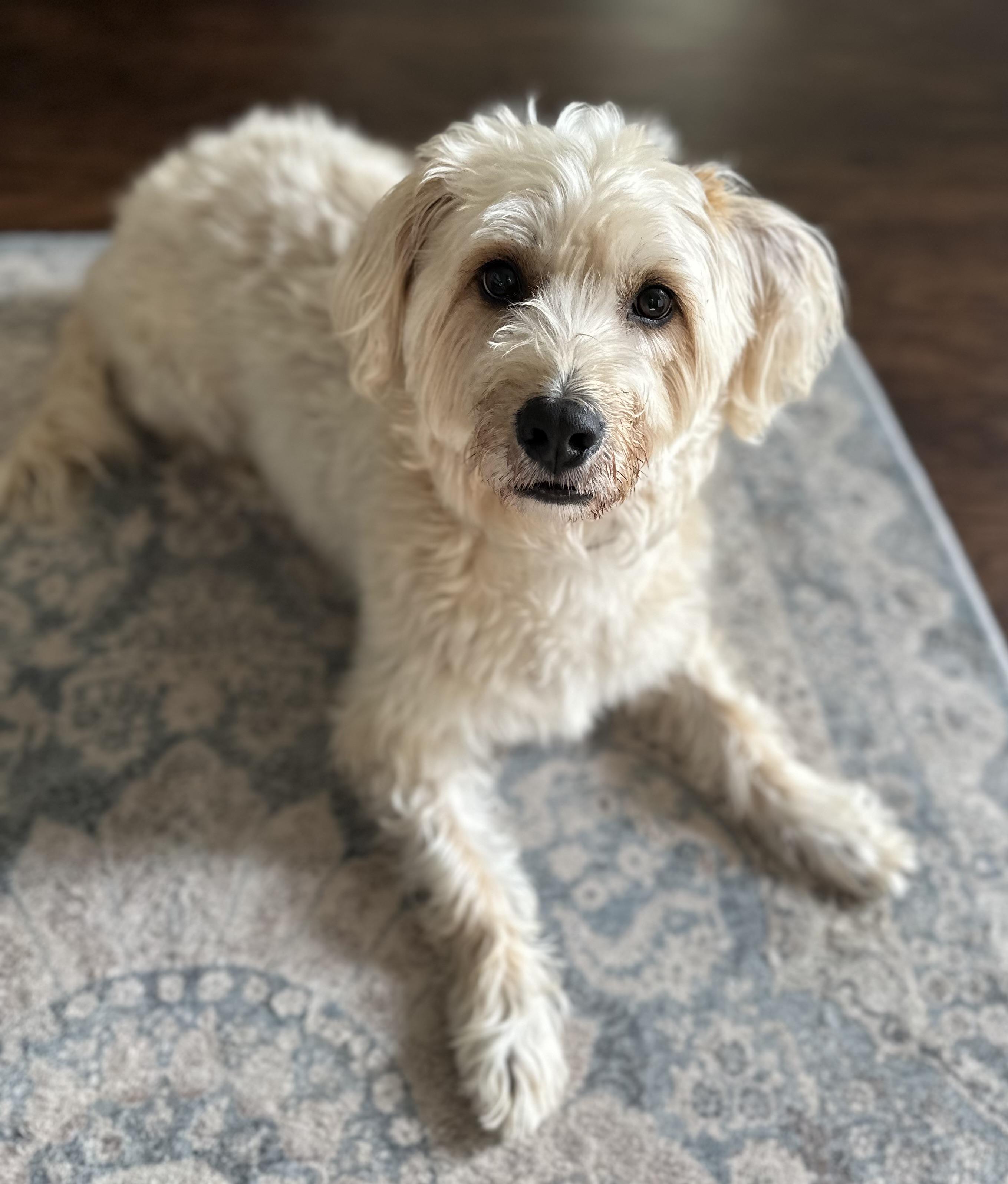 Enlarge Peanut, a Adopted mixed breed in Lawrenceville, GA image 5/5