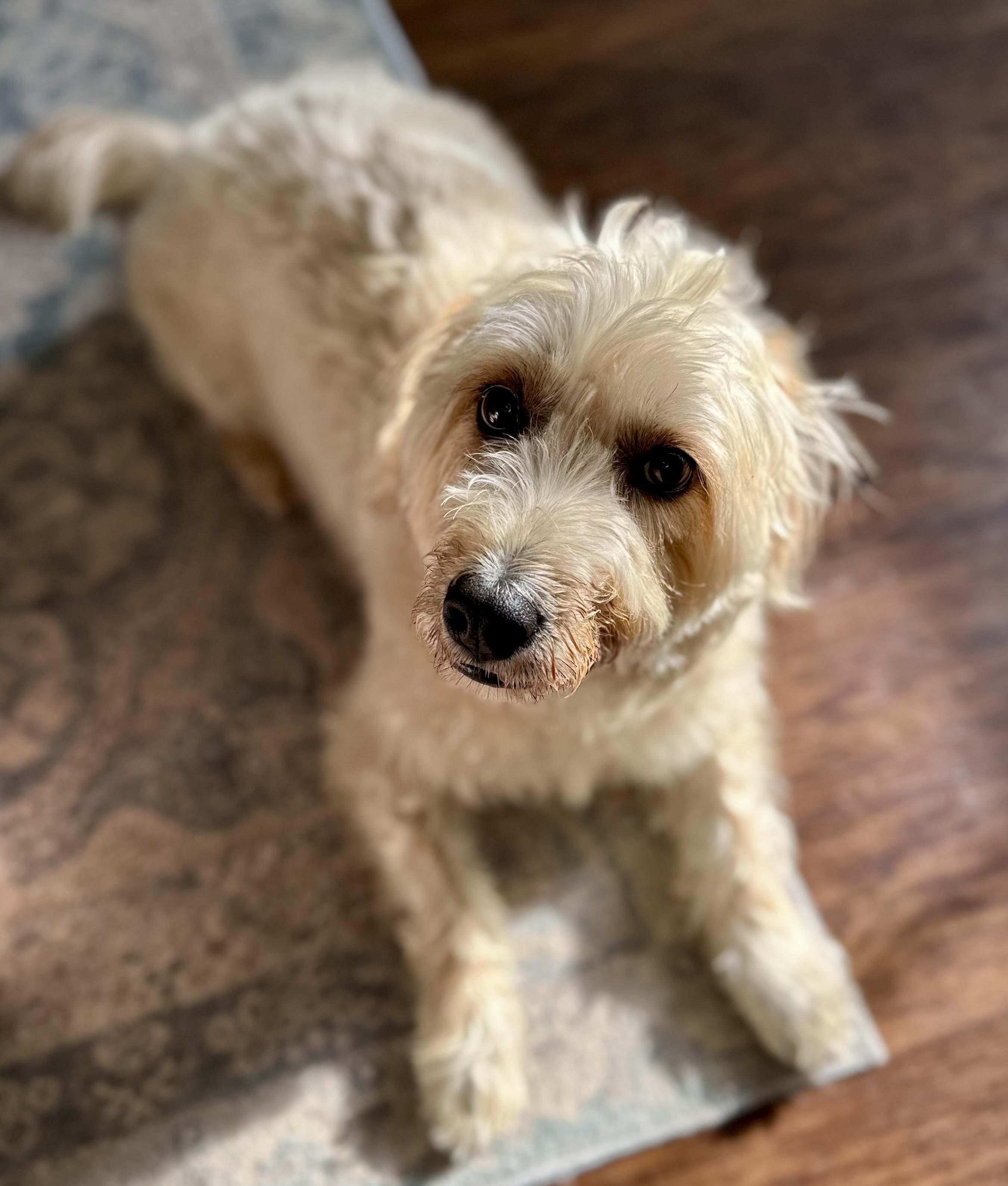 Enlarge Peanut, a Adopted mixed breed in Lawrenceville, GA image 2/5