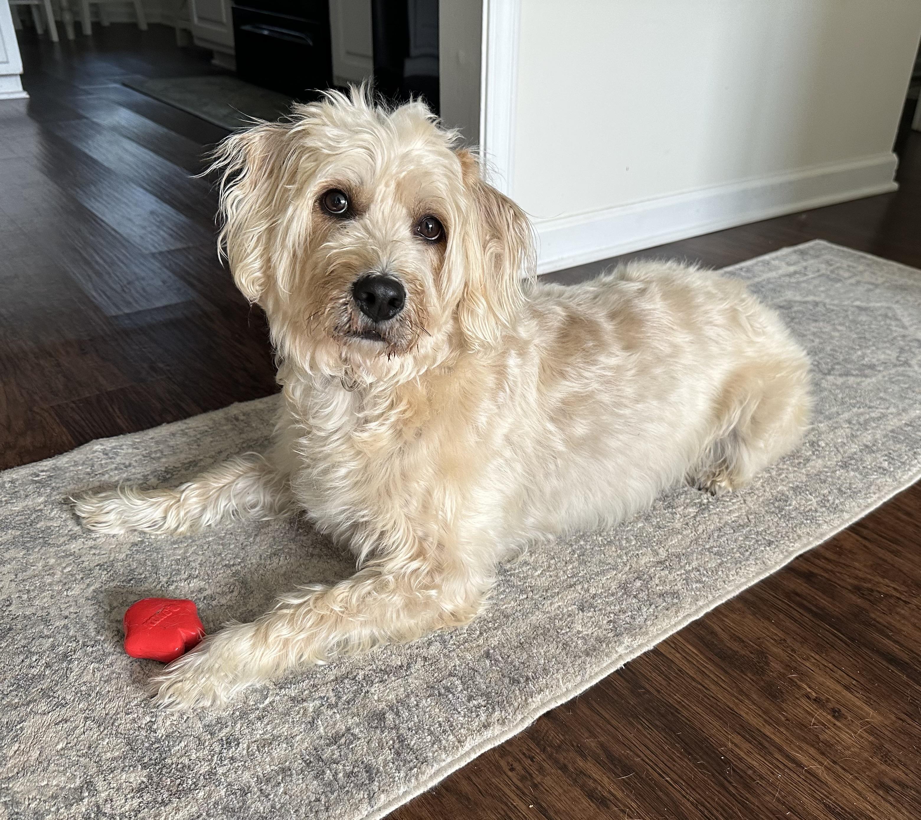 Enlarge Peanut, a Adopted mixed breed in Lawrenceville, GA image 3/5