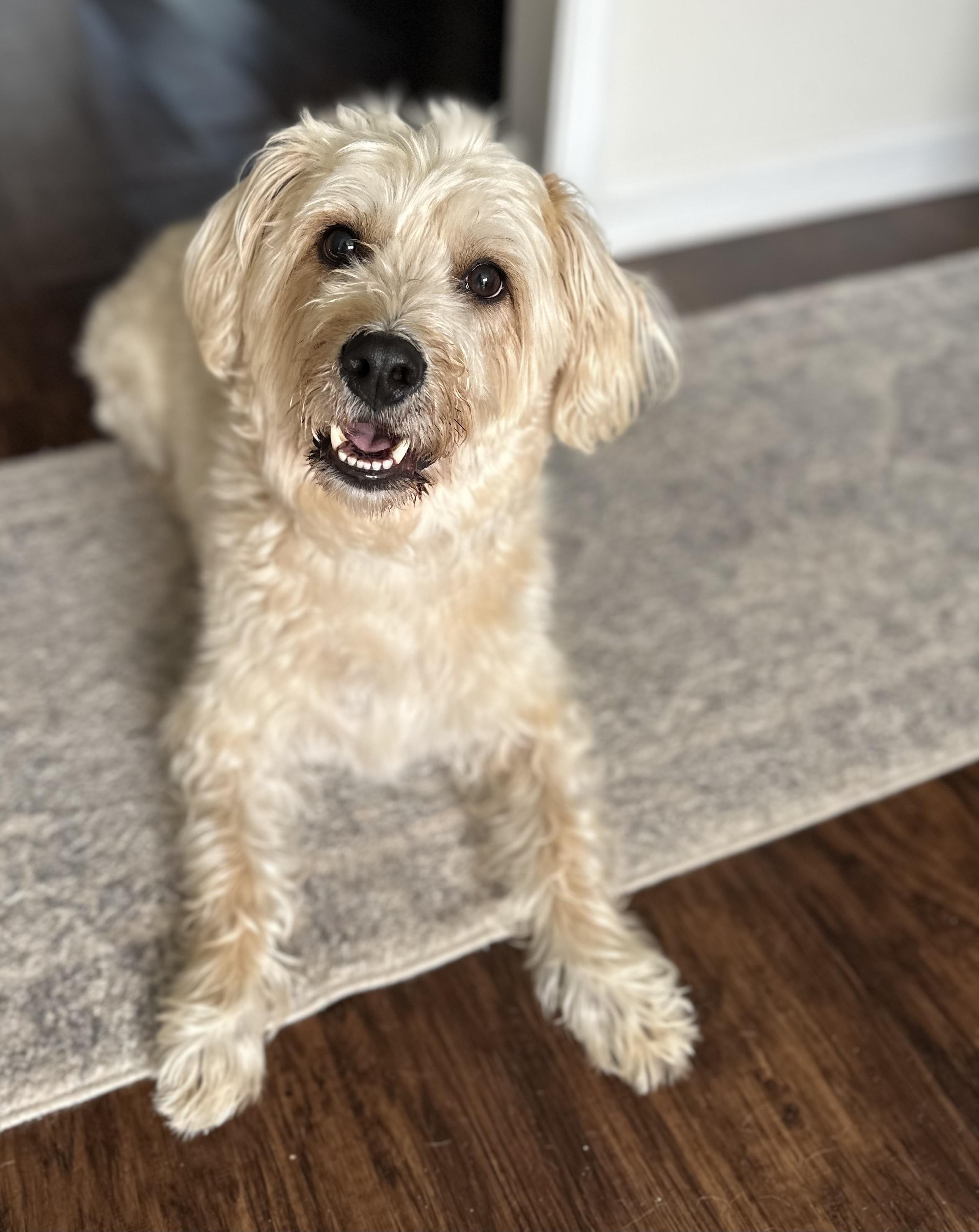 Enlarge Peanut, a Adopted mixed breed in Lawrenceville, GA image 1/5