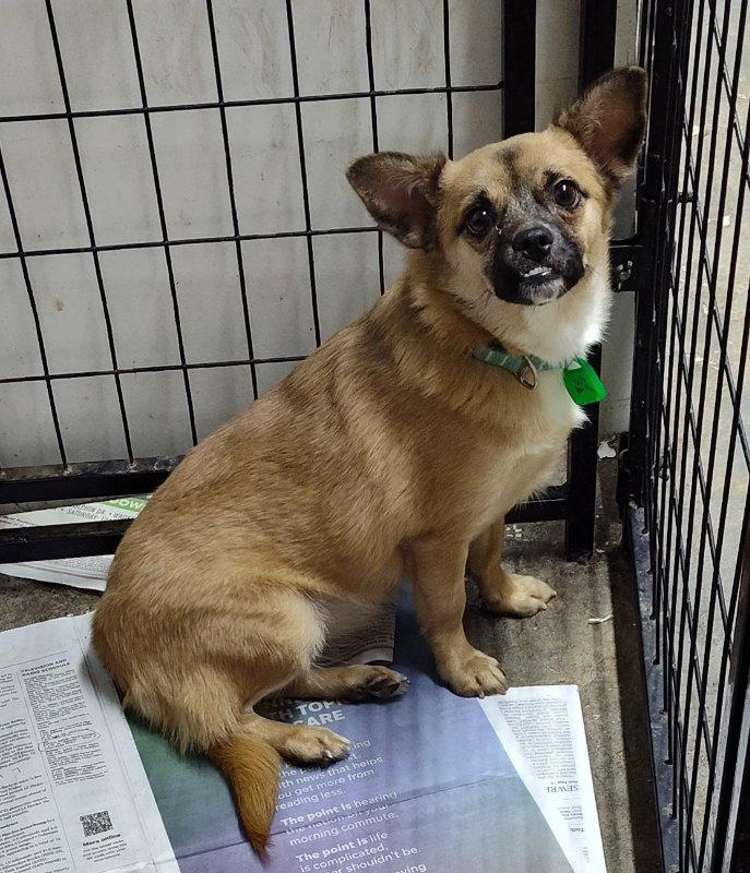 Beatrice Butterfinger, Adopted, Young Female Pug & Chihuahua.