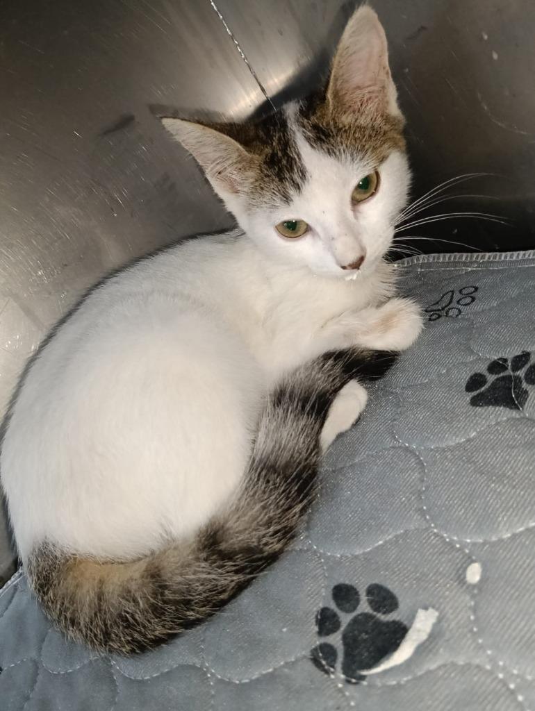 Charli — thumbnail 5