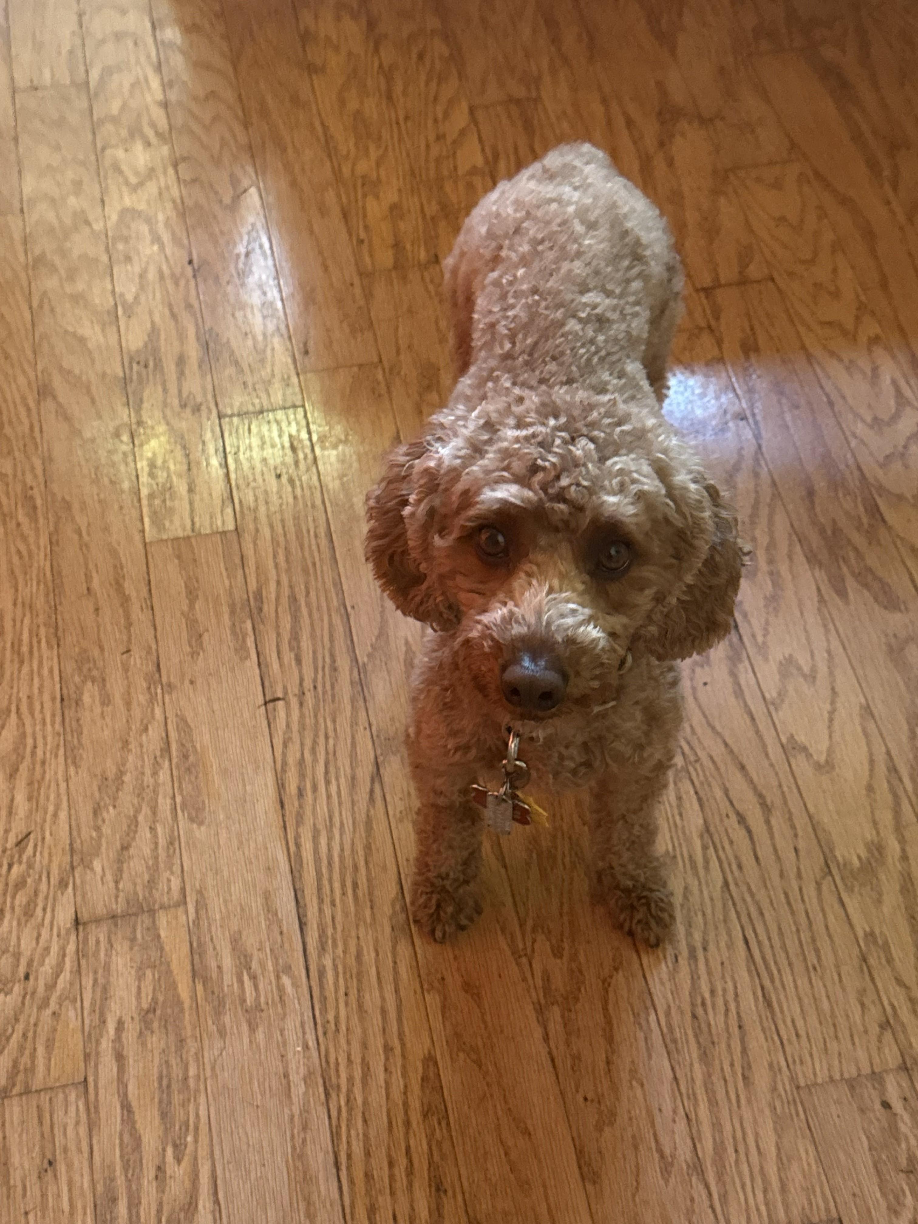 Ginger, an adopted mixed breed in Williamsburg, VA image 3/5