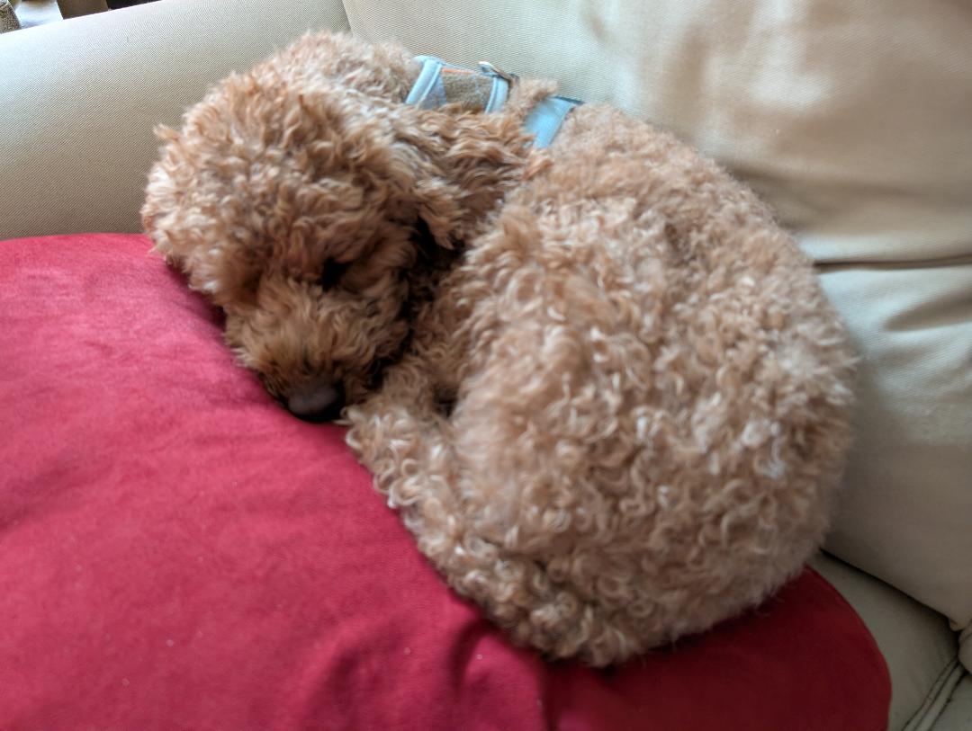 Ginger, an adopted mixed breed in Williamsburg, VA image 4/5