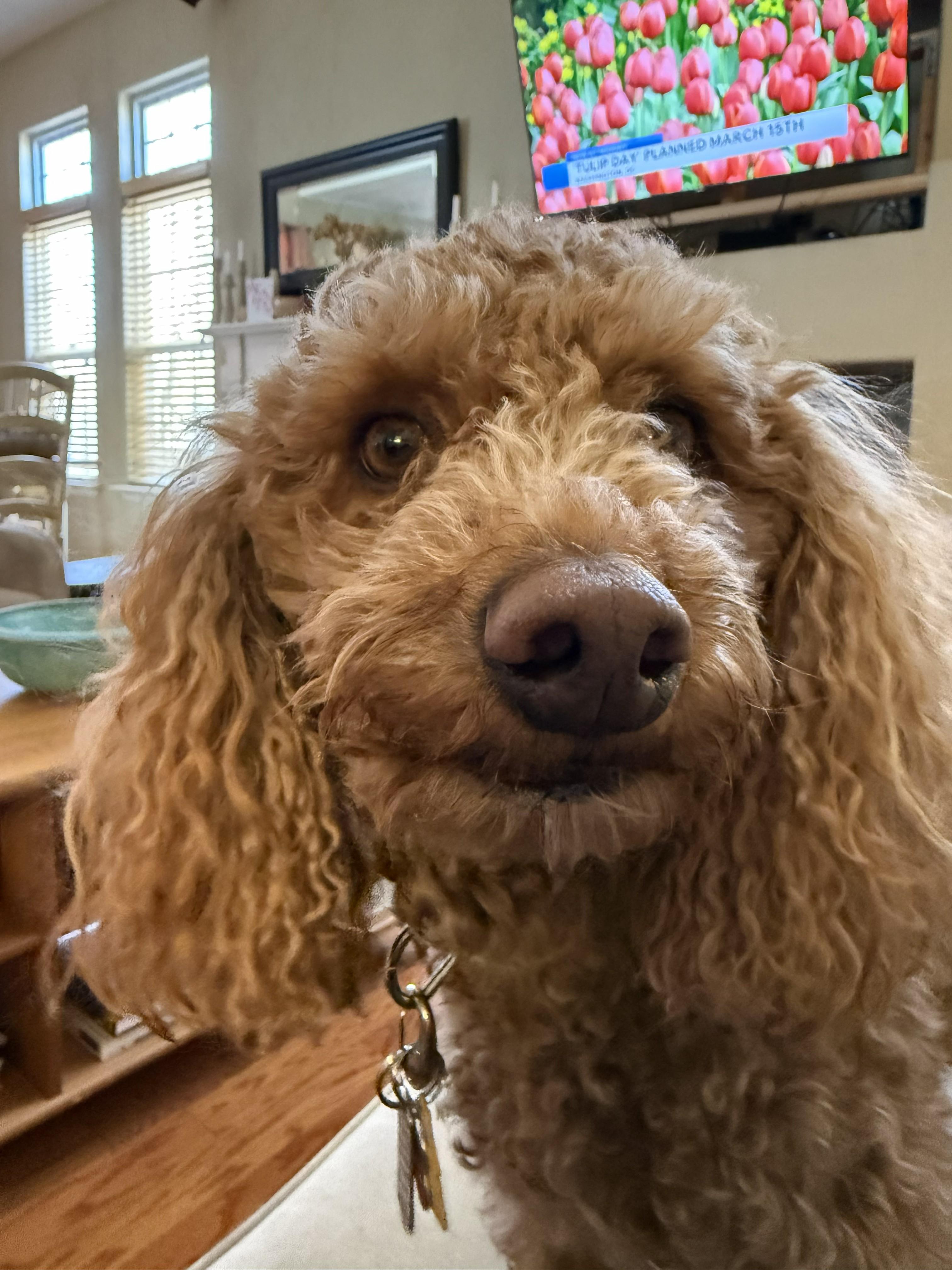 Ginger, an adopted mixed breed in Williamsburg, VA image 2/5