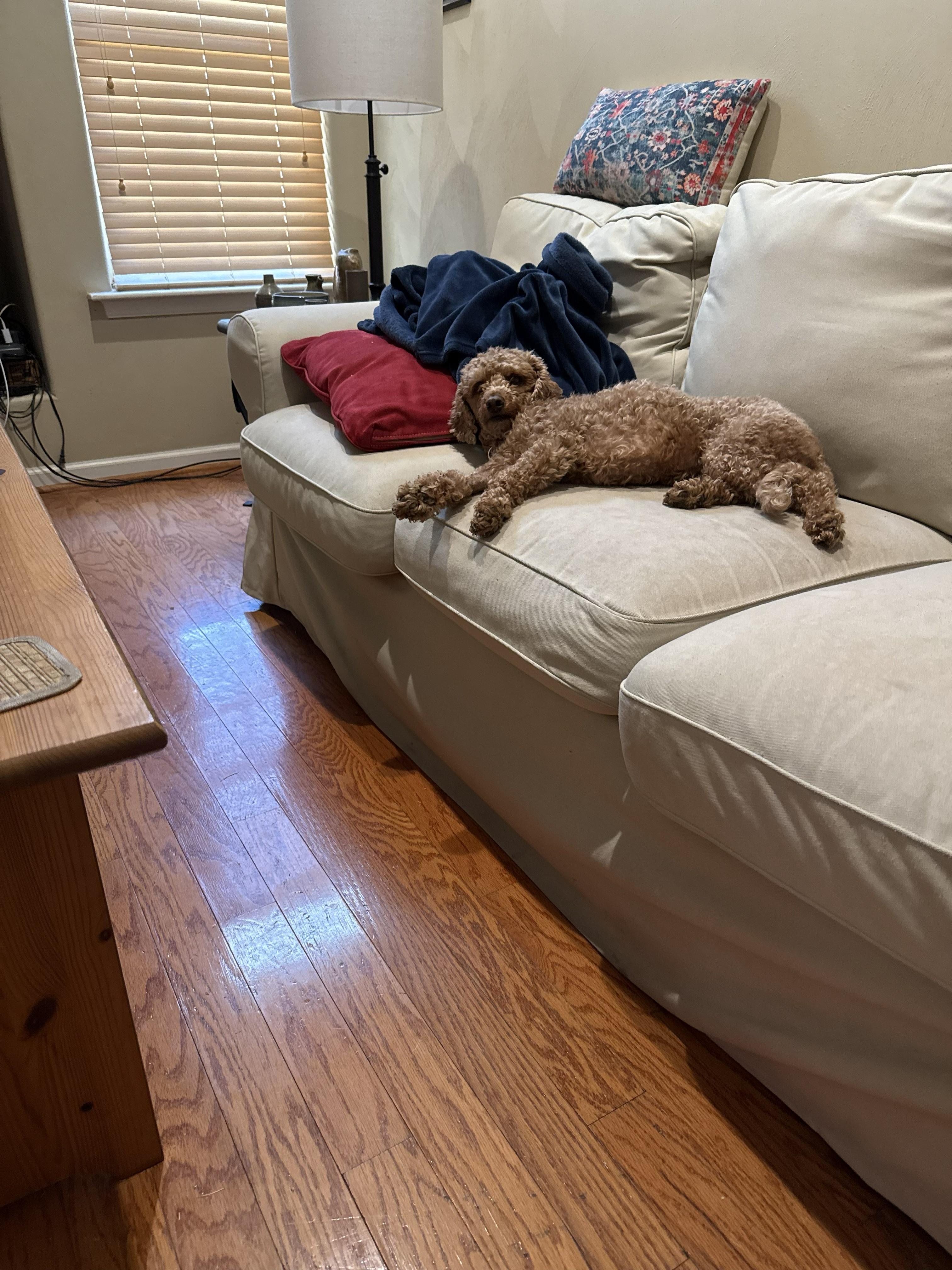 Ginger, an adopted mixed breed in Williamsburg, VA image 5/5