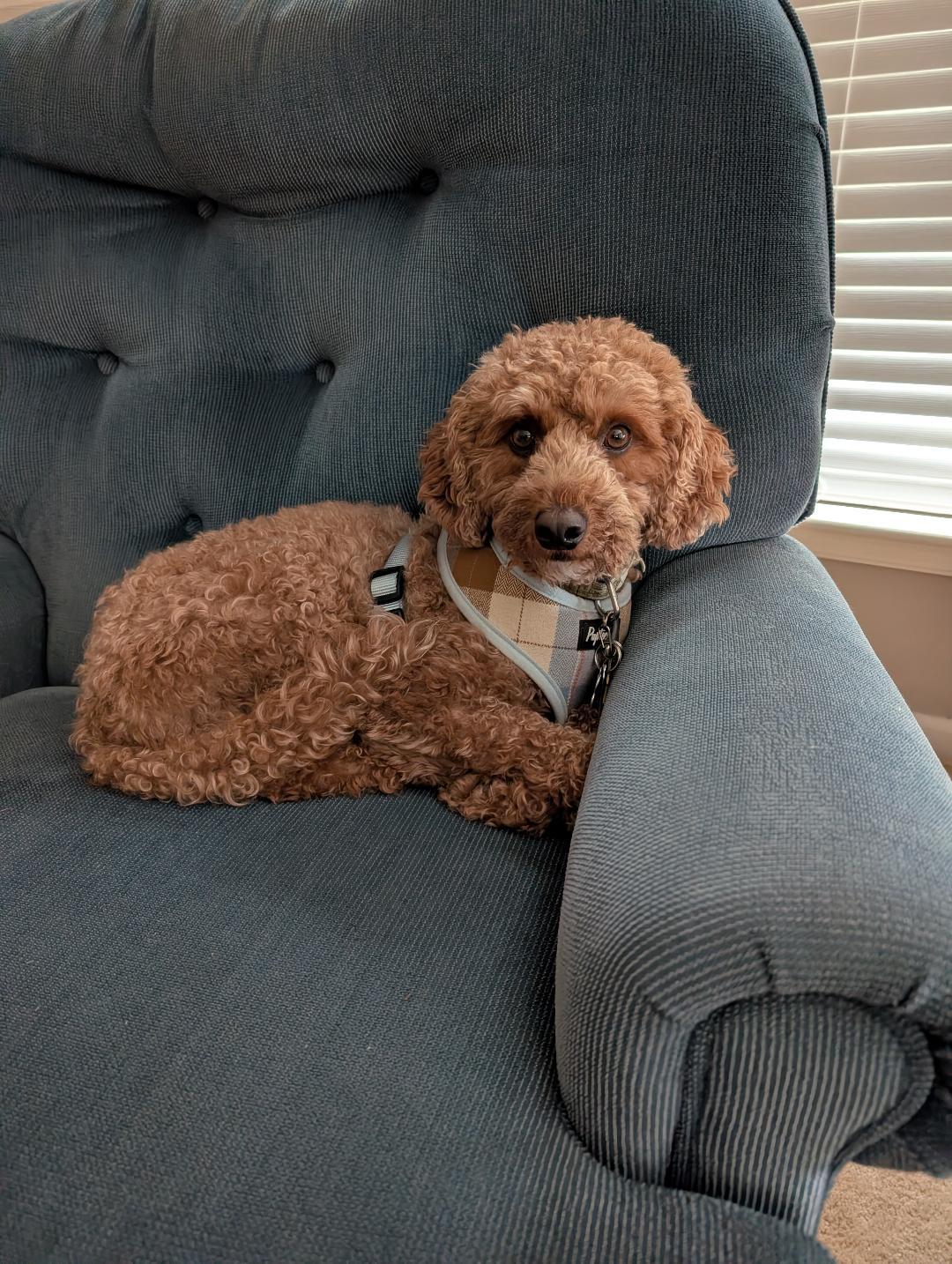 Ginger, adopted, Adult Female Miniature Poodle & Golden Retriever.