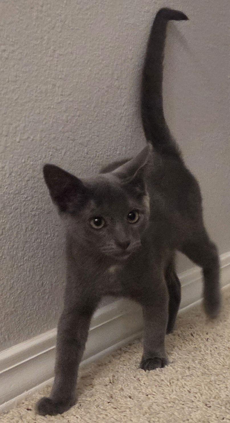 Dolly &amp; Tippy Toes, Adoptable, Kitten Female Russian Blue & Tuxedo.