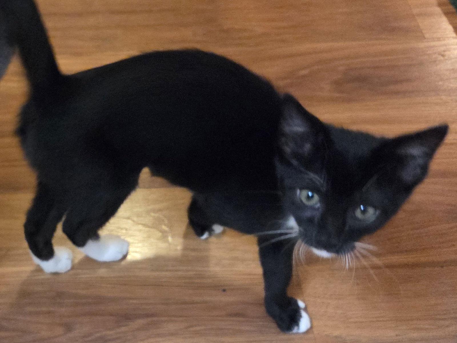 Enlarge Dolly &amp; Tippy Toes, a Adoptable mixed breed in San Luis Obispo, CA image 2/2