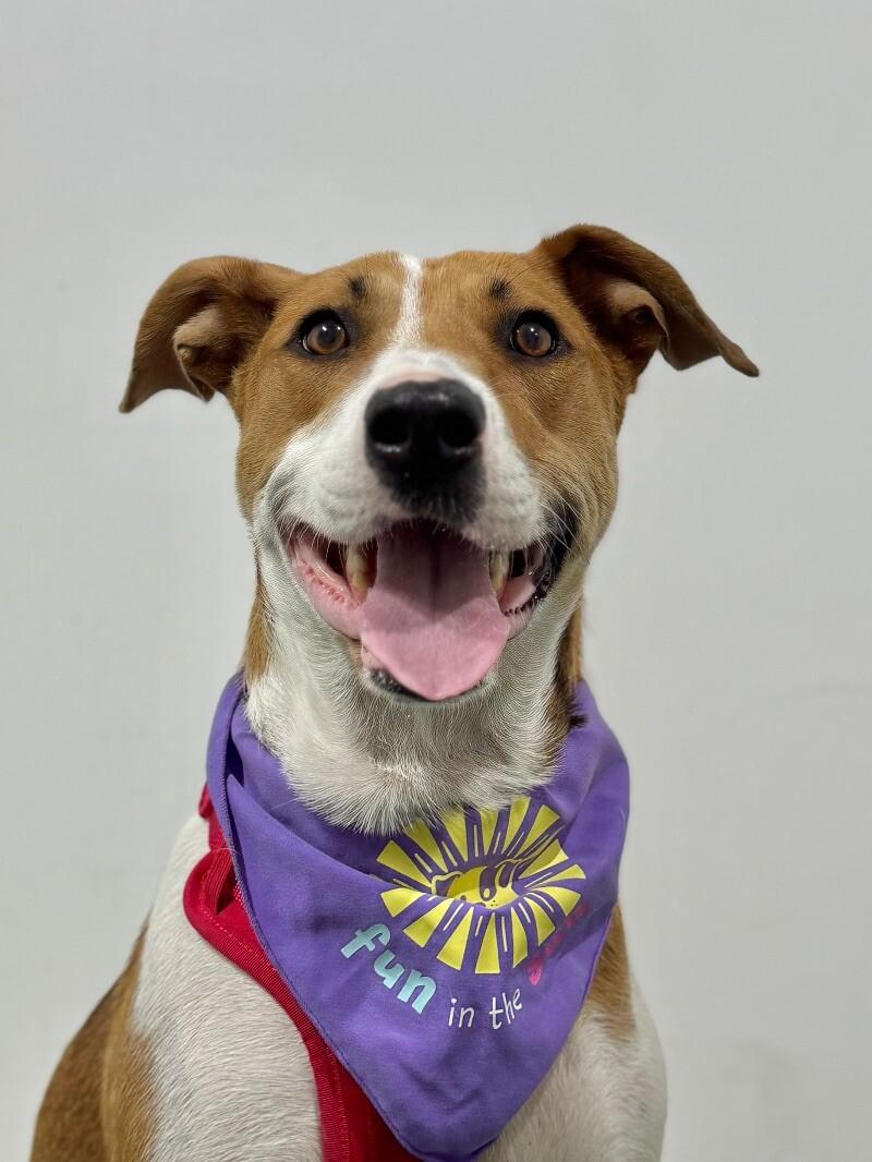 Enlarge Melissa, a Adoptable mixed breed in Alameda, CA image 1/1