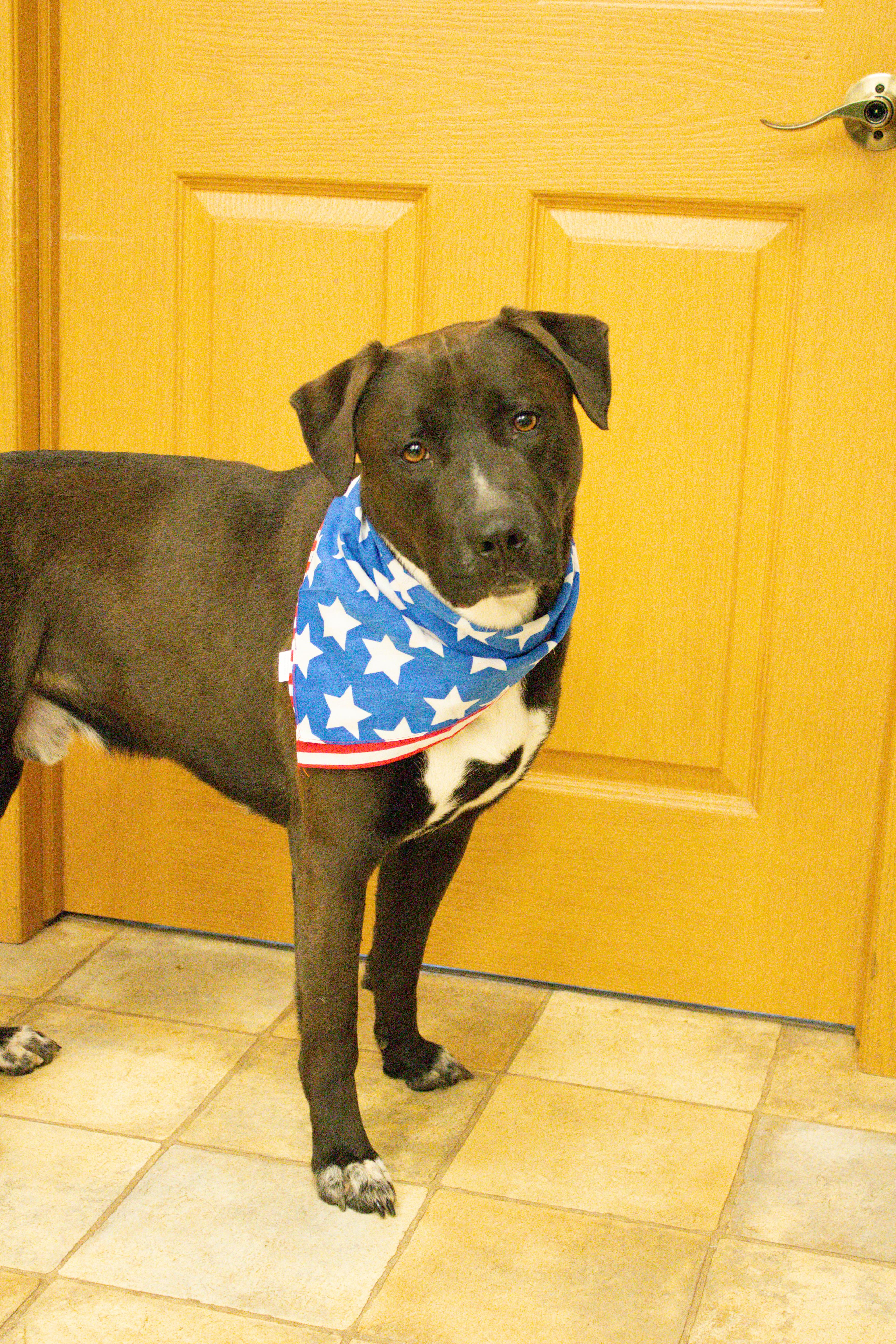 Biggie, a Adoptable Pit Bull Terrier in Neillsville, WI image 4/4