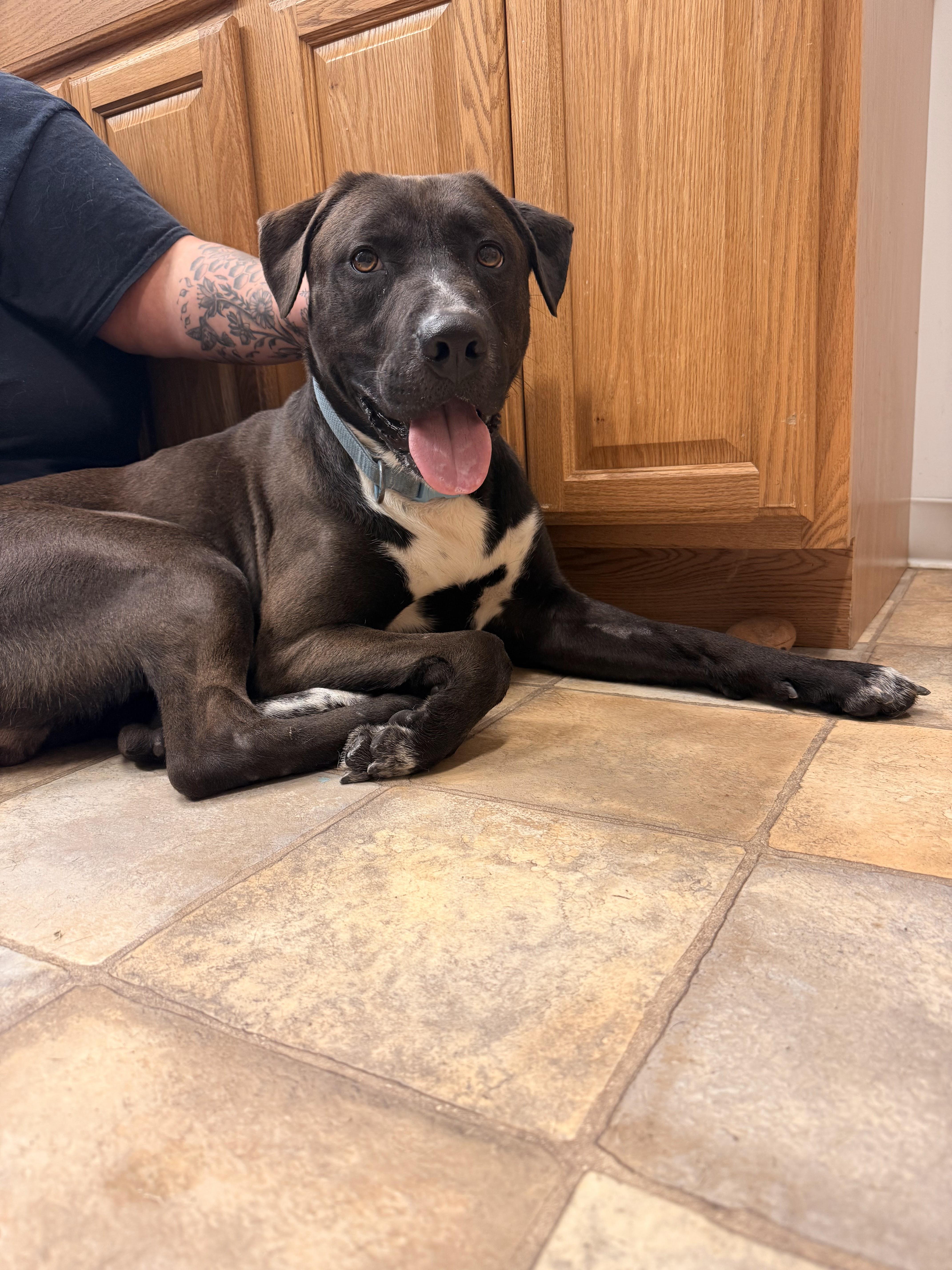 Biggie, a Adoptable Pit Bull Terrier in Neillsville, WI image 3/4