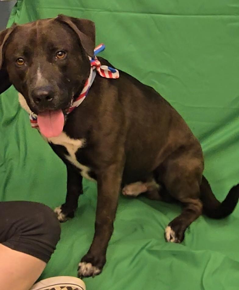 Biggie, a Adoptable Pit Bull Terrier in Neillsville, WI image 2/4