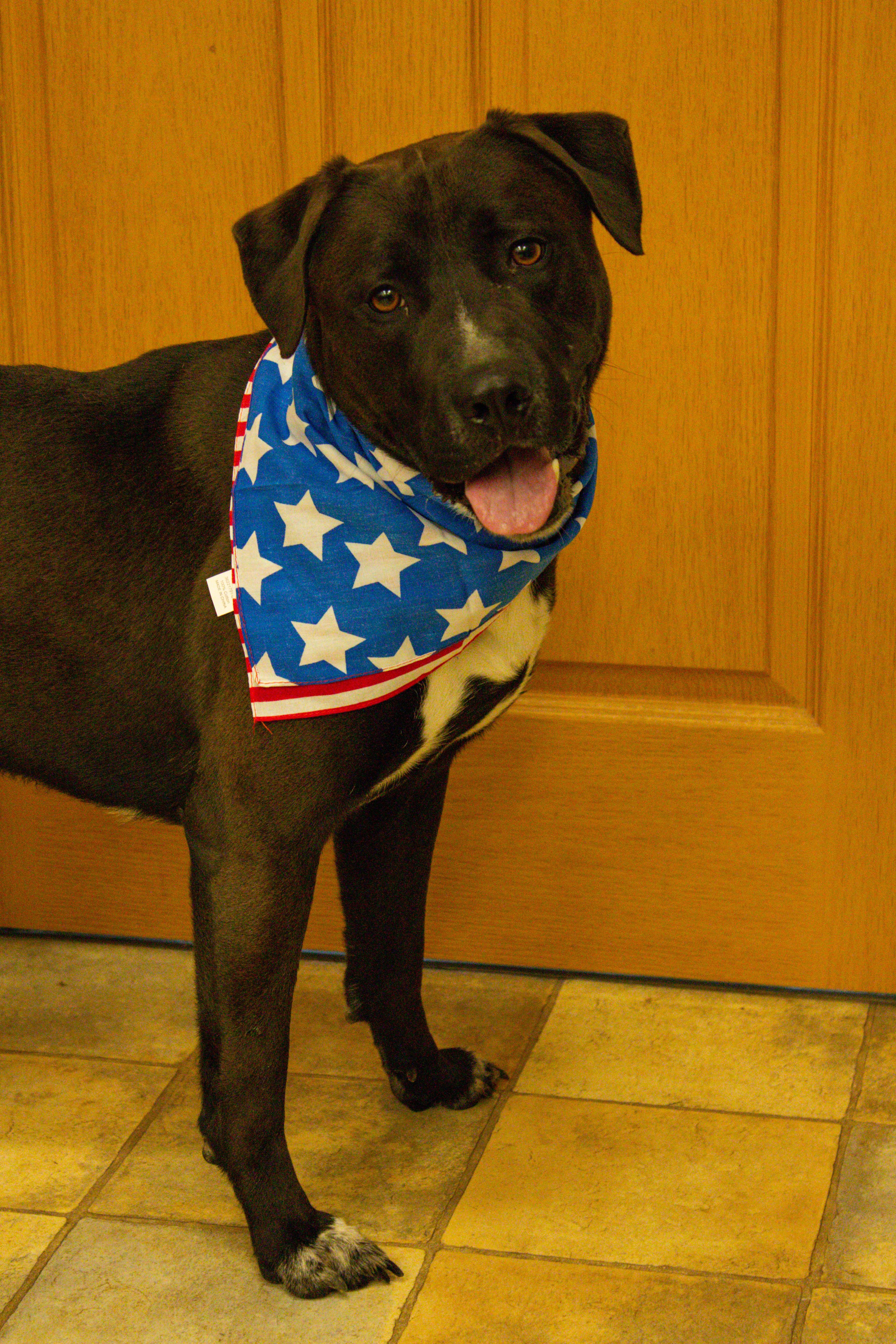 Biggie, Adoptable, Adult Male Pit Bull Terrier.