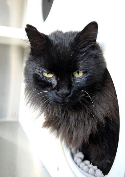 Skittles, adopted, Adult Female Domestic Long Hair.