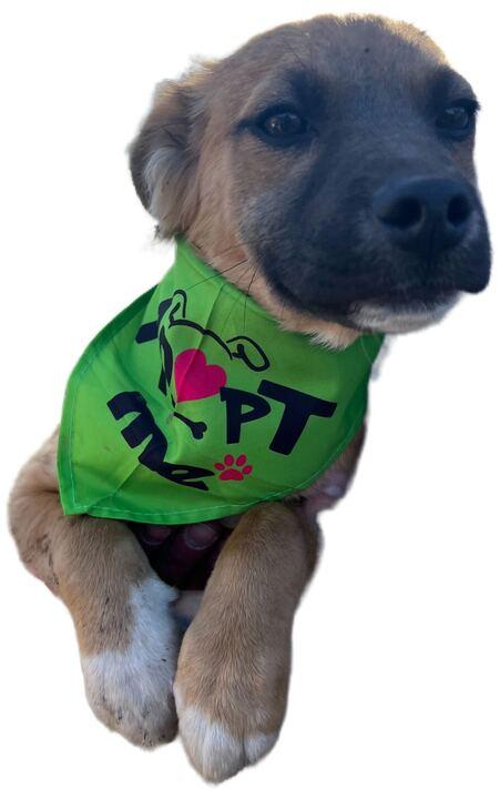 Harry, ADOPTABLE, Young Male Chihuahua & Pit Bull Terrier.