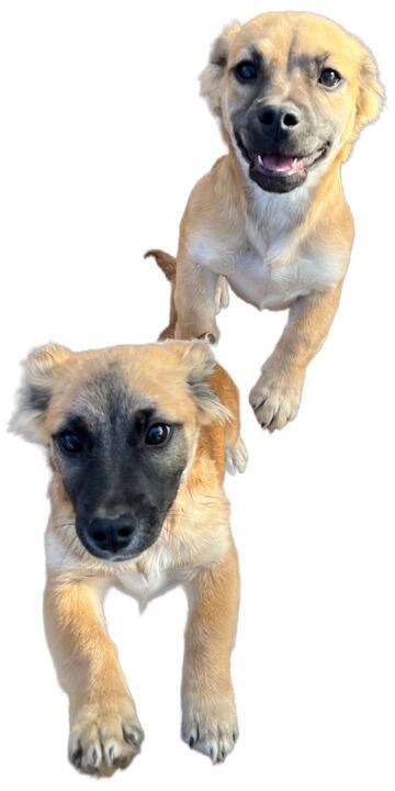 Enlarge Harry, a ADOPTABLE mixed breed in Clarksburg, MO image 2/2