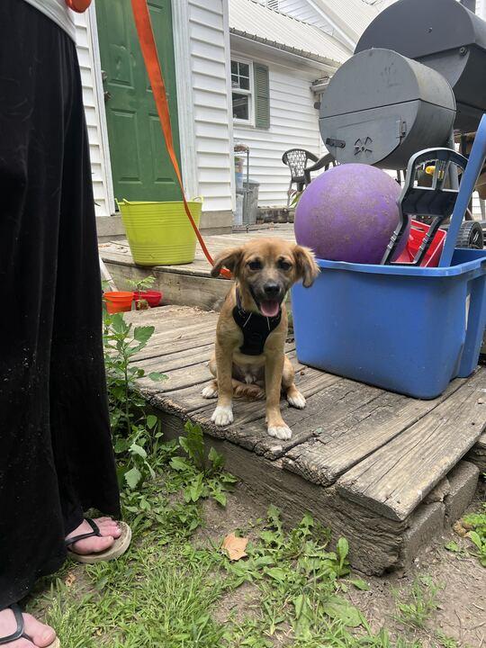 Harry, a ADOPTABLE mixed breed in Clarksburg, MO image 5/6