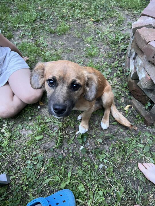 Harry, a ADOPTABLE mixed breed in Clarksburg, MO image 1/6
