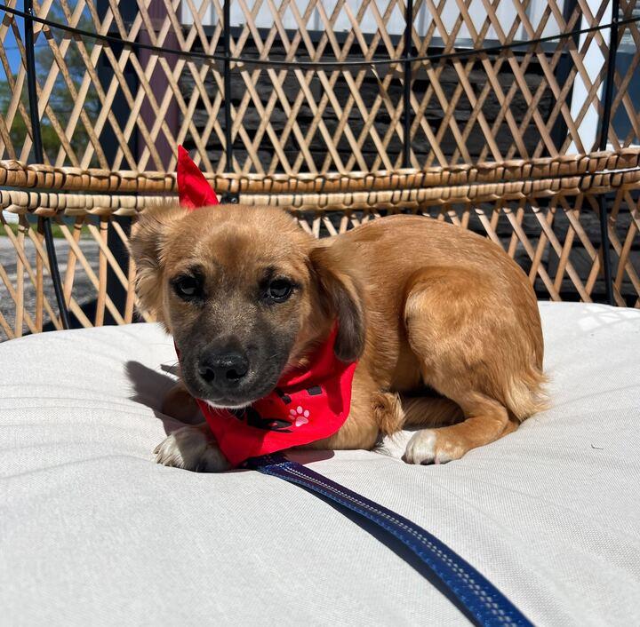 Enlarge Harry, a ADOPTABLE mixed breed in Clarksburg, MO image 1/4