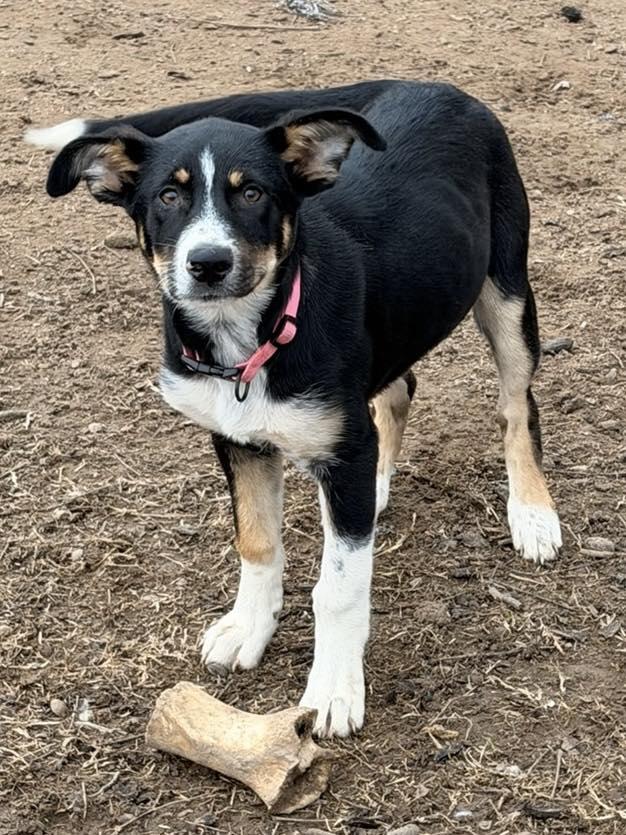 Amethyst, a Adoptable mixed breed in Fairfax, VA image 1/6
