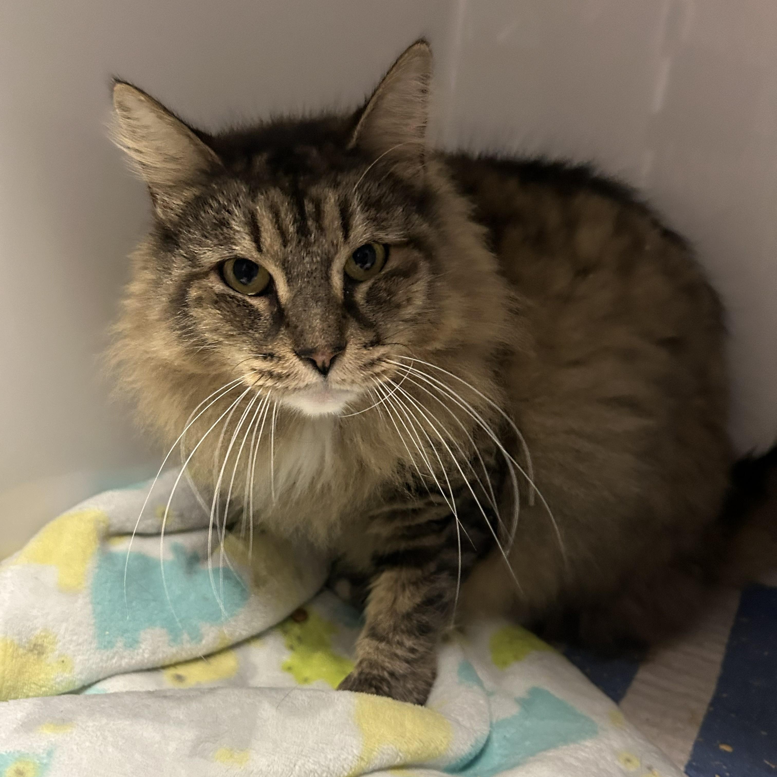 Happy, adoptable, Adult Male Maine Coon & Domestic Long Hair.