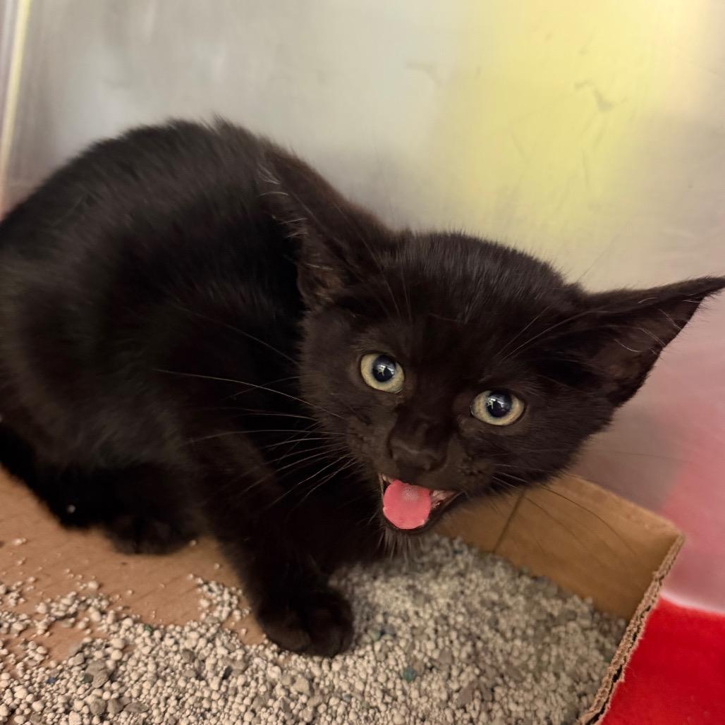 Hydra, Adoptable, Kitten Female Domestic Short Hair.