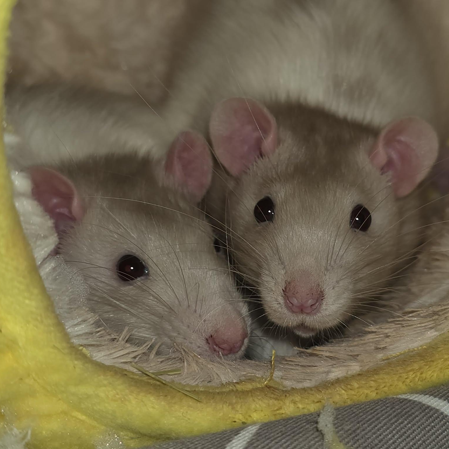Enlarge Cookie Mischief, a Adoptable Rat in Lincoln, NE image 3/6