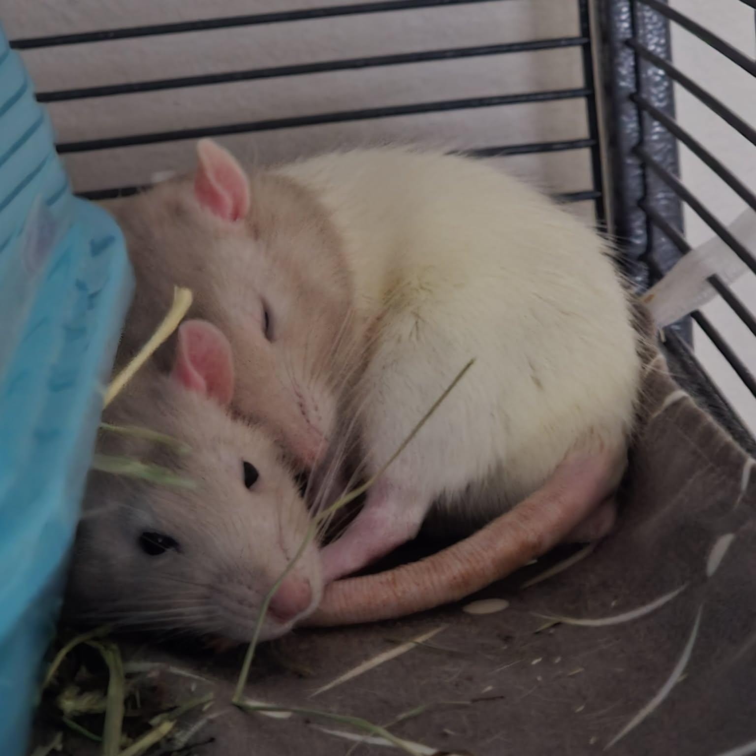 Enlarge Cookie Mischief, a Adoptable Rat in Lincoln, NE image 5/6