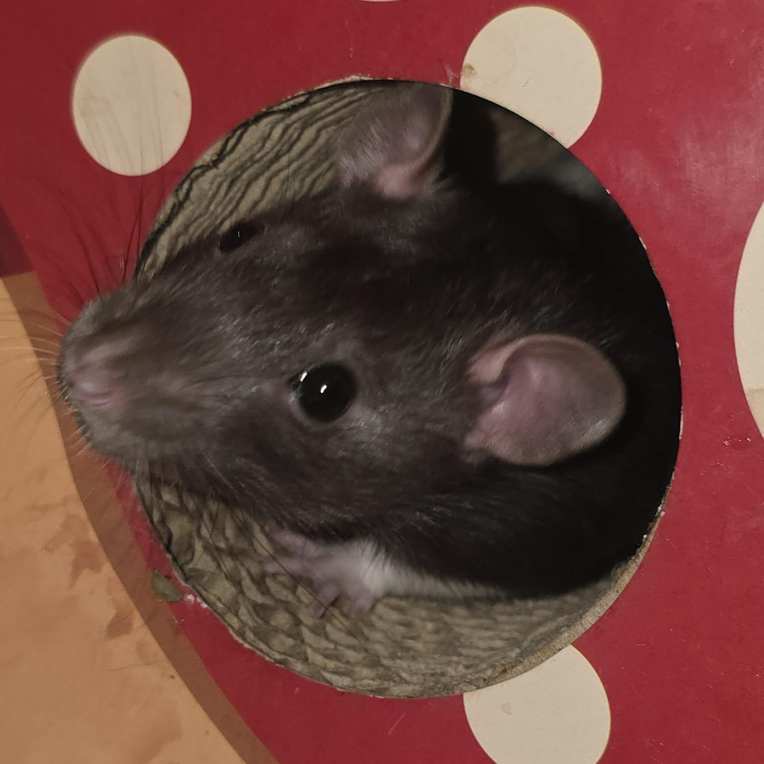 Enlarge Cookie Mischief, a Adoptable Rat in Lincoln, NE image 4/6