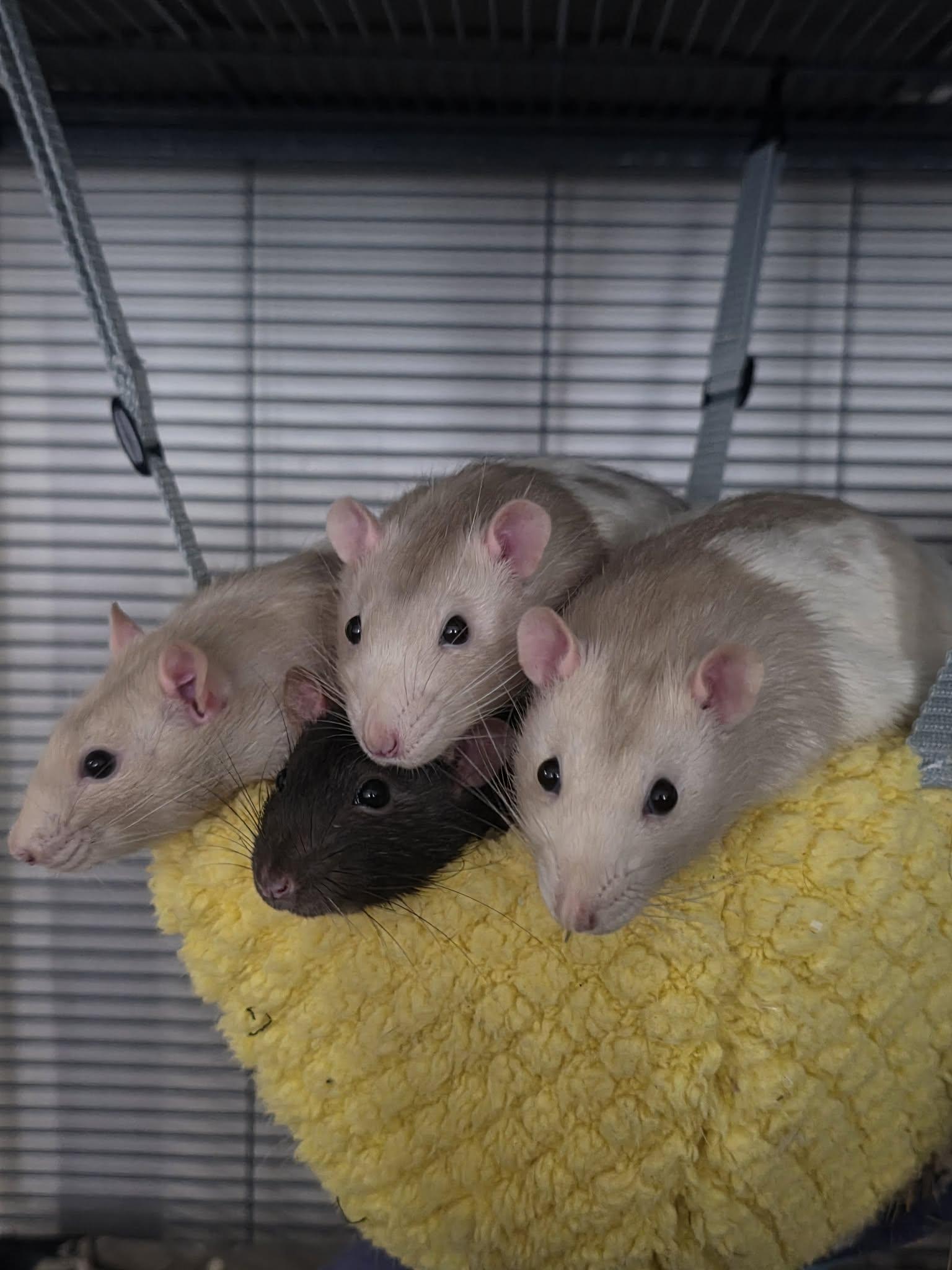Cookie Mischief, Adoptable, Young Male Rat.