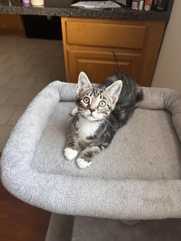 Enlarge Michel, a Adoptable Domestic Short Hair in North Brunswick, NJ image 3/4
