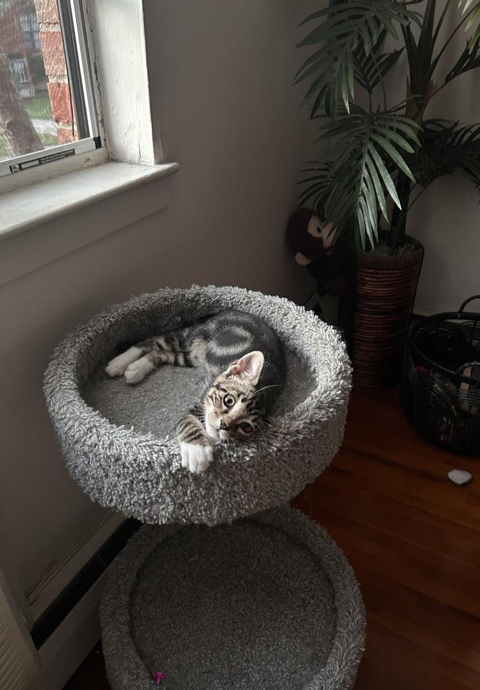 Enlarge Michel, a Adoptable Domestic Short Hair in North Brunswick, NJ image 4/4