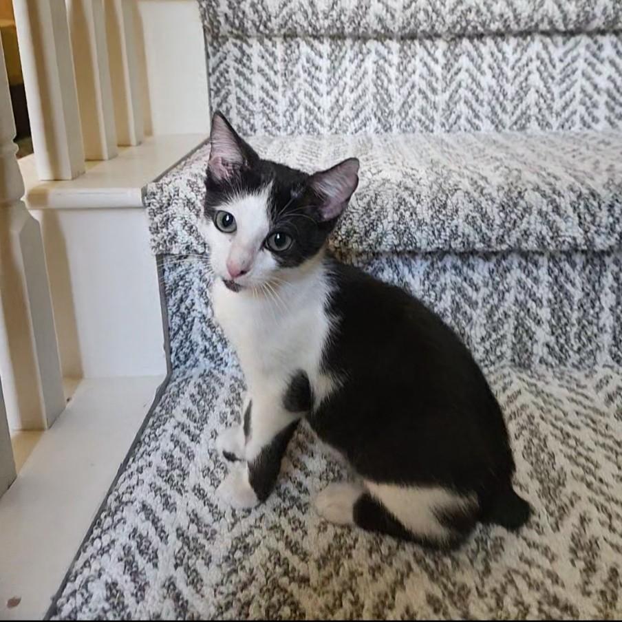 Stubby (Manx- ish), Adoptable, Kitten Male American Shorthair.