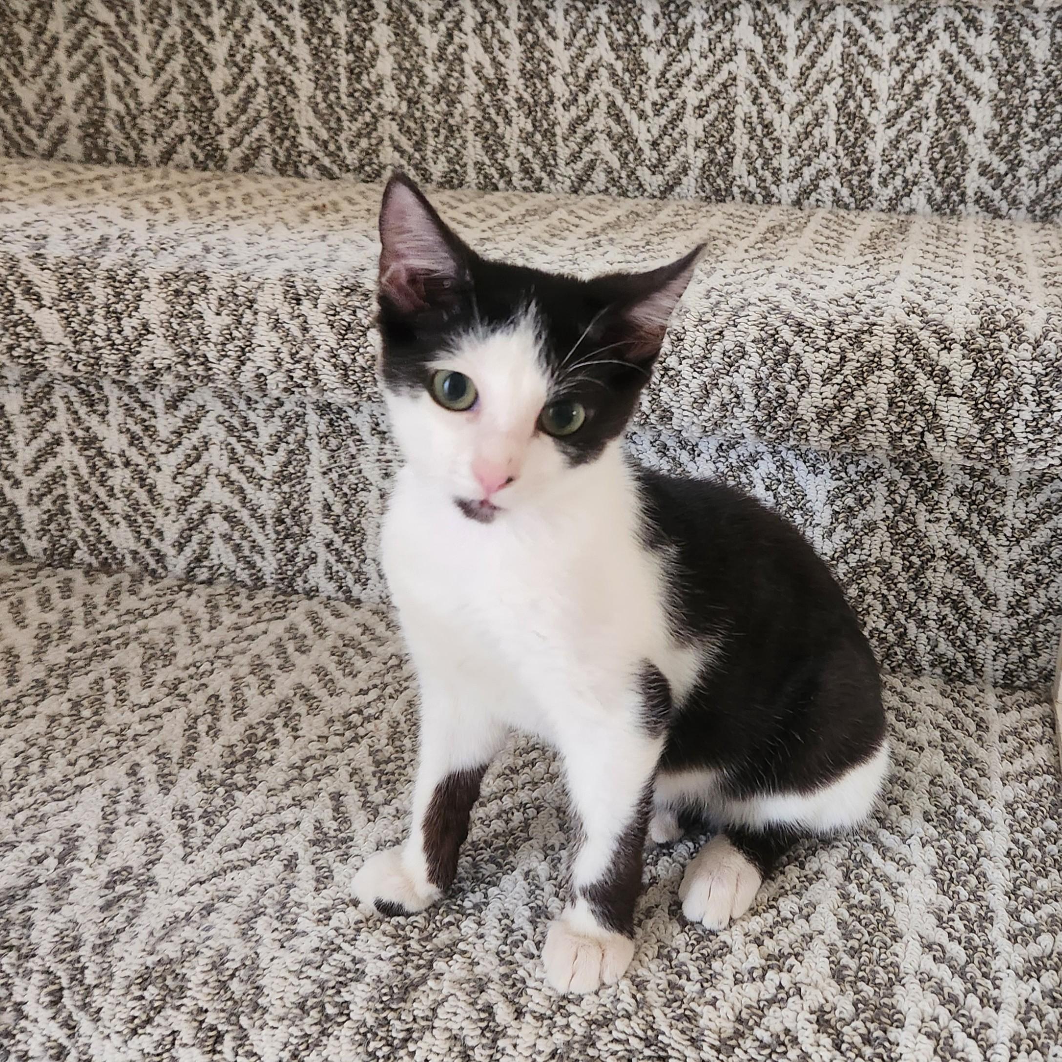 Enlarge Stubby (Manx- ish), a Adoptable American Shorthair in Allen, TX image 2/4