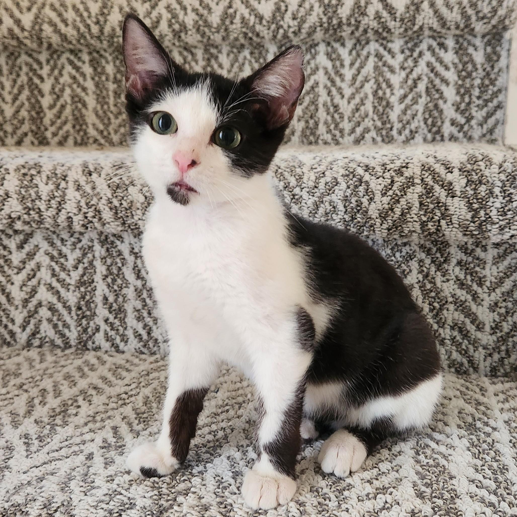 Enlarge Stubby (Manx- ish), a Adoptable American Shorthair in Allen, TX image 3/4