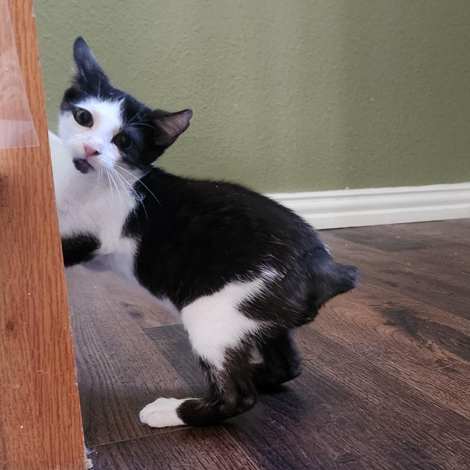 Enlarge Stubby (Manx- ish), a Adoptable American Shorthair in Allen, TX image 4/4